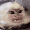 Image result for Angry Monkey Computer GIF