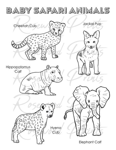 Jungle Animals Coloring Pages