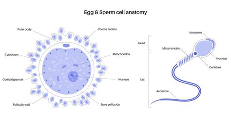 Human egg cell anatomy. fertilisation, gynecology and ivf research ...