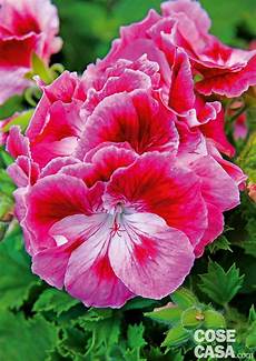 immagini di fiori da stare gerani diversi ecco i pi 249 belli cose di casa immagini di fiori da stare gerani diversi ecco i pi 249 belli cose di casa