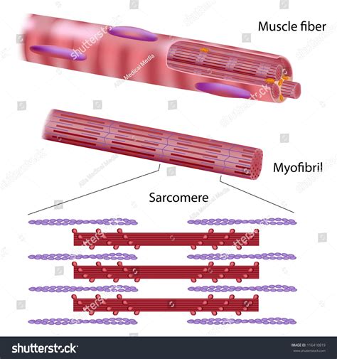 Image result for Skeletal Muscle Fiber Structure