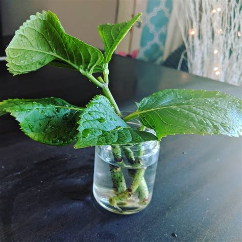 Can You Put Hydrangea Cuttings In Water at James Goldsbrough blog
