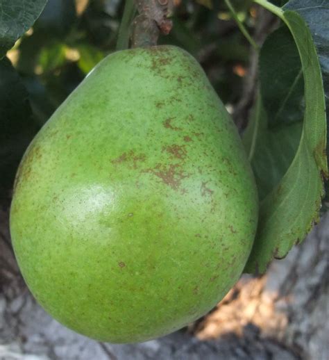 'Anjou' Pear (OHxF87 Semi-dwarf) - Linden Lane Farms