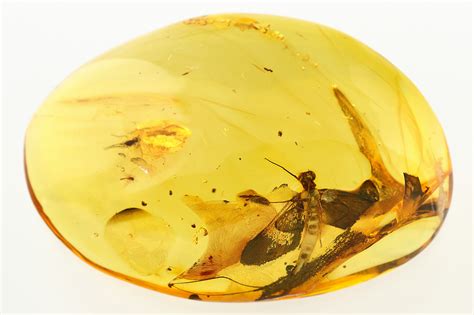 Superb Fossil Mayfly (Ephemeroptera) In Baltic Amber (#275359) For Sale ...