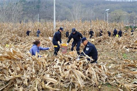 青岛胶州：玉米丰收收割忙-半岛网