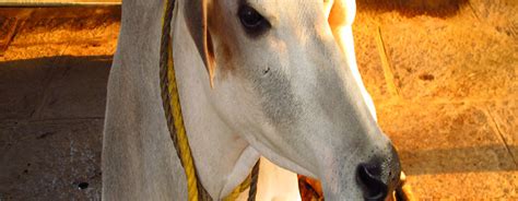 Gaay Bhens Dekho ,cows breeds , buffaloes breeds , cows and buffaloes ...