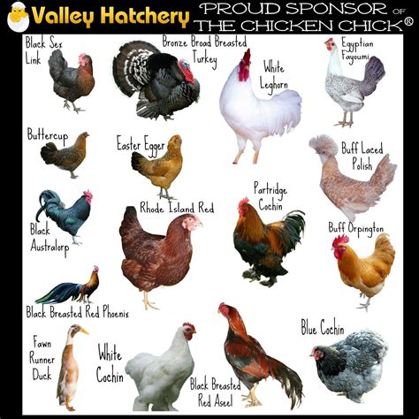 Different Types of Chickens