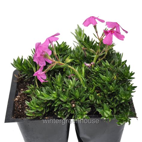 "LIVE Phlox Subulata, Drummond's Pink, Pack of 4, Creeping Phlox, 4x 2 ...