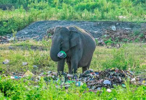 Photo essay: India’s precious wildlife is drowning and dying in our filth