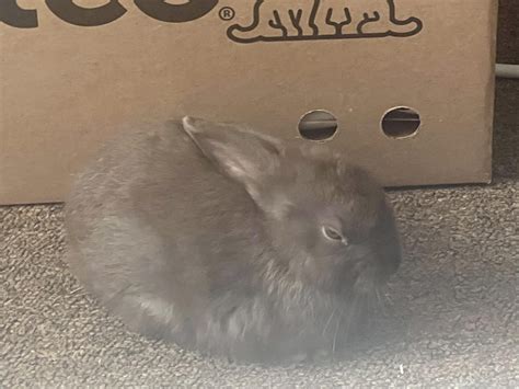 Image result for Rabbit First Use