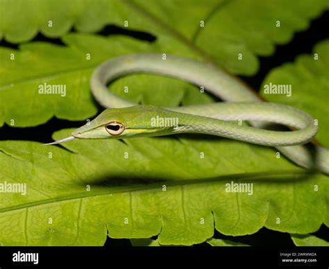 Rainforest vine hi-res stock photography and images - Alamy