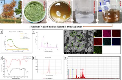 Changes in body and organ weights