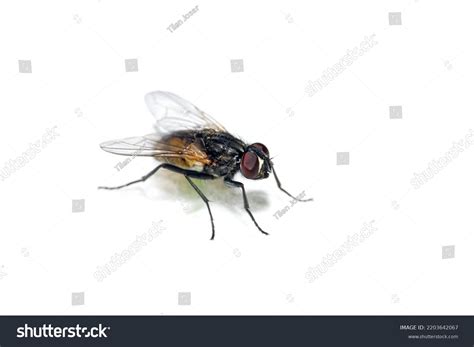 Fly Side View 的图像结果
