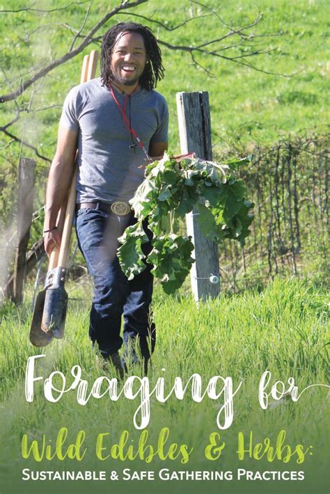 Aboriginal Bark Harvest: Traditional Resource Gathering & Sustainable Practices