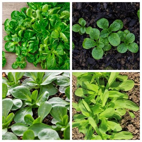 Corn salad - set of seeds of 4 vegetable plants' varieties; common ...