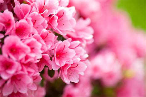 National Garden Club Flower Show 2025 - Heritage Museums & Gardens