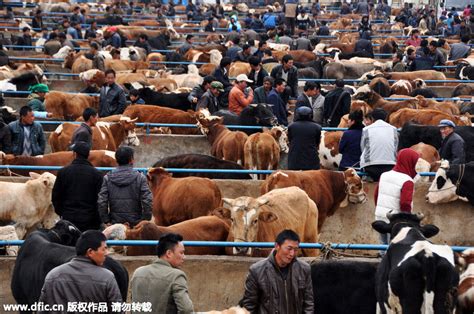 中国畜牧业杂志2021年怎么订阅？