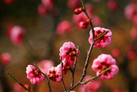 梅花的样子的句子,描写梅花的样子,描写梅花样子的句子_大山谷图库