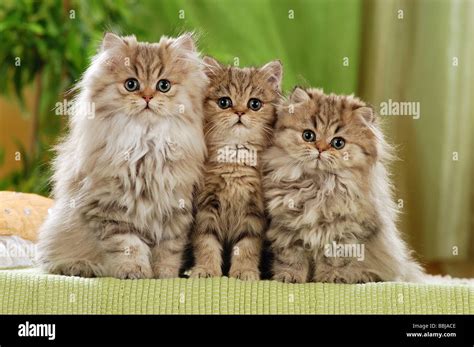 Image result for HTML CV Easy Code Example