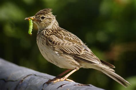 Eurasian Skylark - Alauda arvensis - Alaudidae - Birds of India - Bird ...