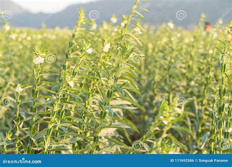 Image result for Sesame Seed Tree