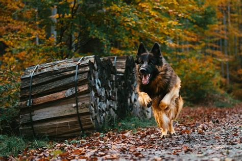 How Fast Can a German Shepherd Run & What Makes Them Fast