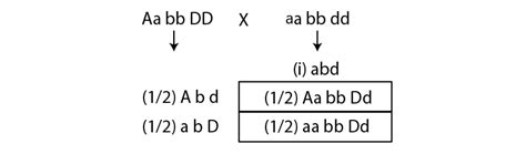 NCERT Exemplar: Principles of Inheritance and Variation - Biology Class ...
