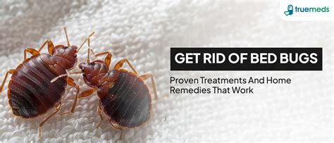 Medicines For Treating Bed Bugs