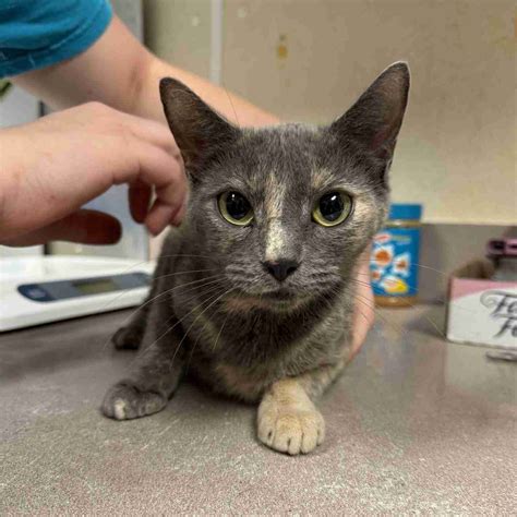 Yuma 68920 – Humane Society of Wicomico County