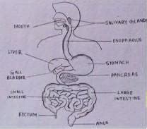 draw and lable the digestive system. the name of the organg of ...