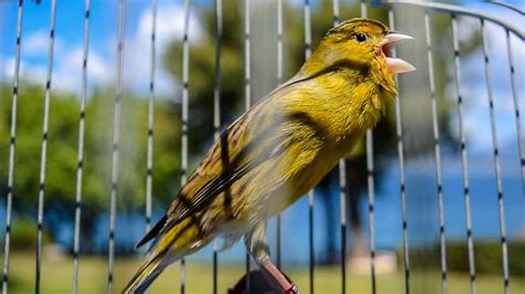 Image result for Canary Training Tips