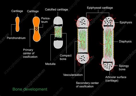 Bone Development Algorithm 的图像结果