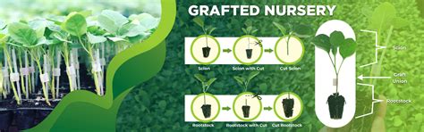 CB Nursery | www.cbnursery.in | CB Nursery Tatibandh Raipur (C.G.)
