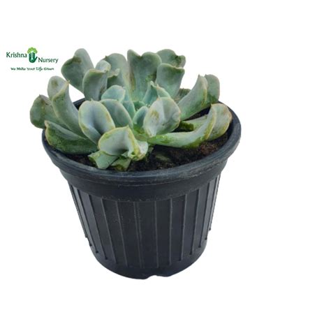 Echeveria Runyonii Succulent