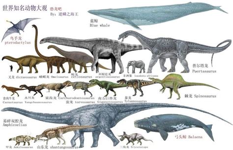 不同种类的恐龙 - 背景资料拓展