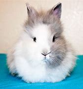 Image result for Baby Lionhead Mixed with Lop Bunny
