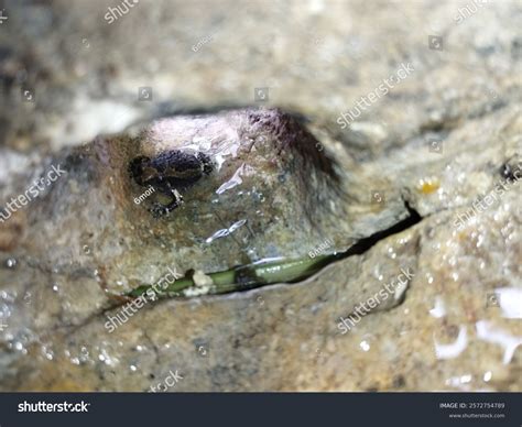 Frog Hidden Pipe Photos, Images & Pictures | Shutterstock