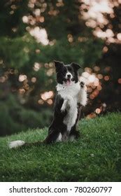 Border Collie Trick Training 的图像结果