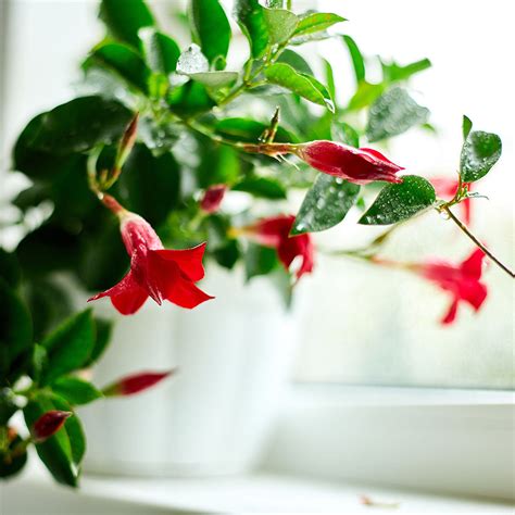 Mandevilla Plant Care Tips