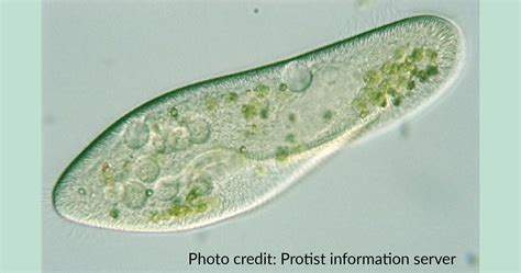 The Biological Classification of Paramecium – Name, History, and Evolution - Rs' Science