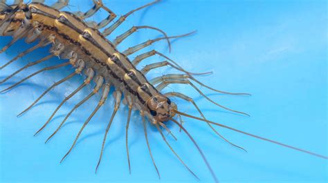 House Centipedes Use Their Legs Like Lassos to Catch Prey | Mental Floss