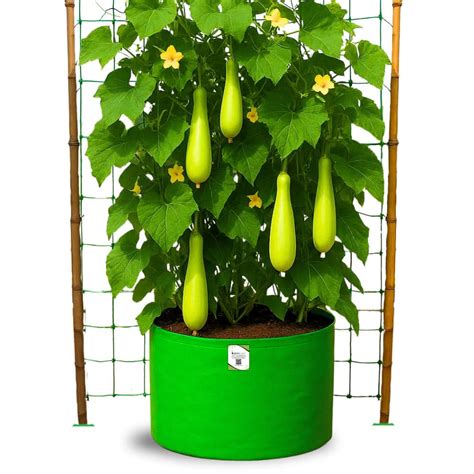 Bottle Gourd (Lauki / Ghiya) Long Seeds - 12 Seeds (लौकी के बीज) Easy ...