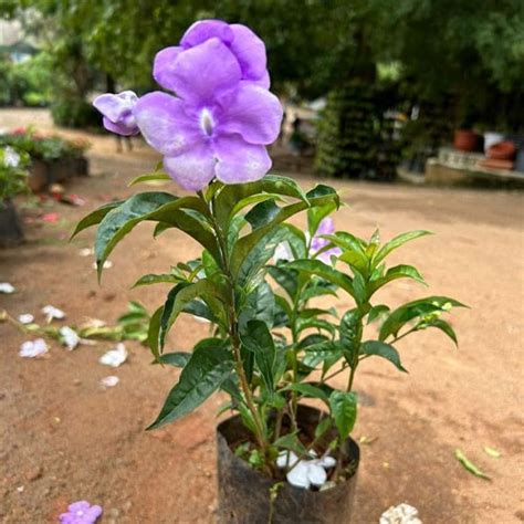 Yesterday Today Tomorrow Plant – Brunfelsia Pauciflora | Live Flowering ...
