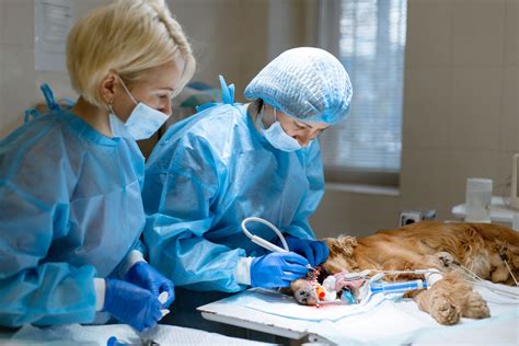 Image result for Vet Tech Courses