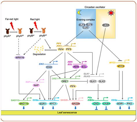 Light-Mediated Regulation of Leaf Senescence | Encyclopedia MDPI