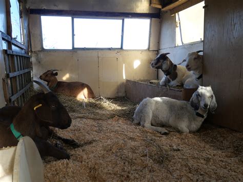 How To Warm Up A Goat at Madison Calder blog