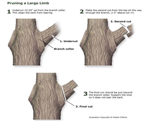 Image result for Step Cut Pruning