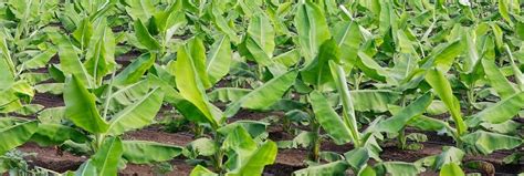 No shortcuts to crop diversification