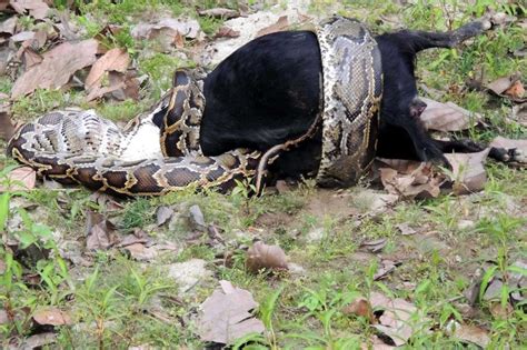 Image result for Feeding Python Live Goat