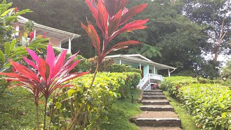 CHEZ OPHELIA COTTAGE APARTMENTS (Dominica/Roseau) - Cottage Reviews ...
